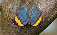 Indian leaf Butterfly
