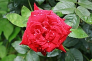 Red Rose