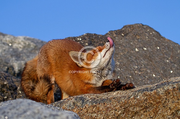 A fox on a rock