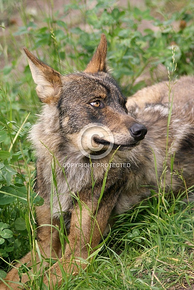 Eurasian wolf Eurasian wolf