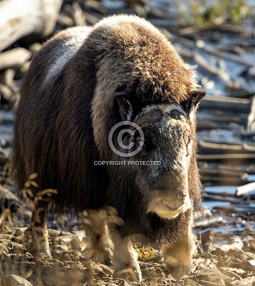 Close up of a musk ox at the waters edge