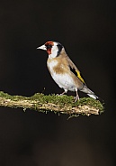 Goldfinch