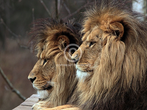 Lions