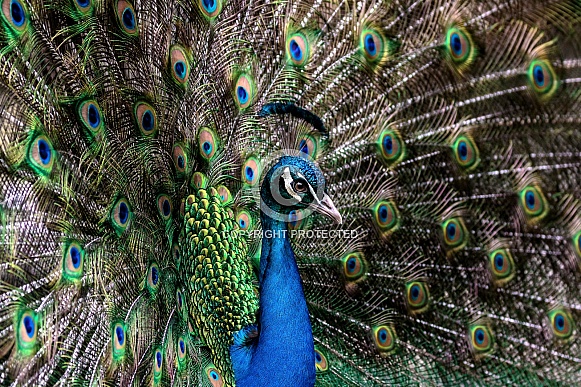 Peacock-Hypnotic