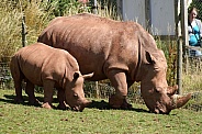 Rhino with calf