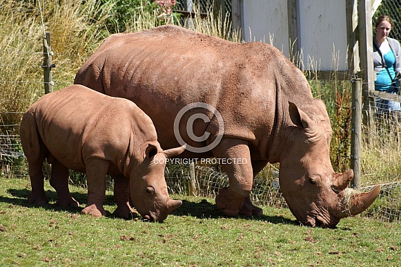 Rhino with calf Rhino with calf