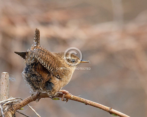 Wren Wren