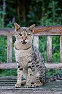 Savannah Cat