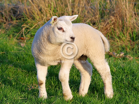 Texel sheep Texel sheep