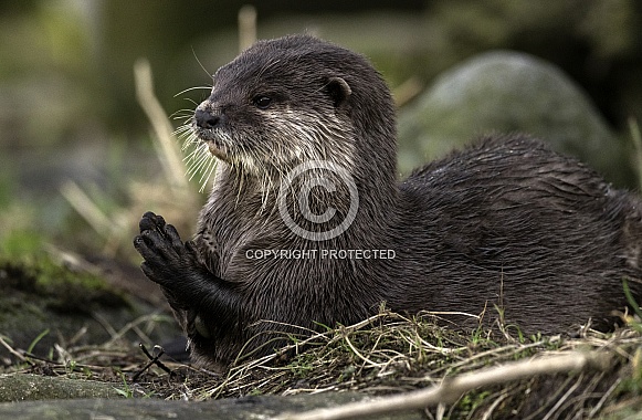 Asian Short Clawed Otter