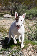 Miniature bull terrier posed in the desert
