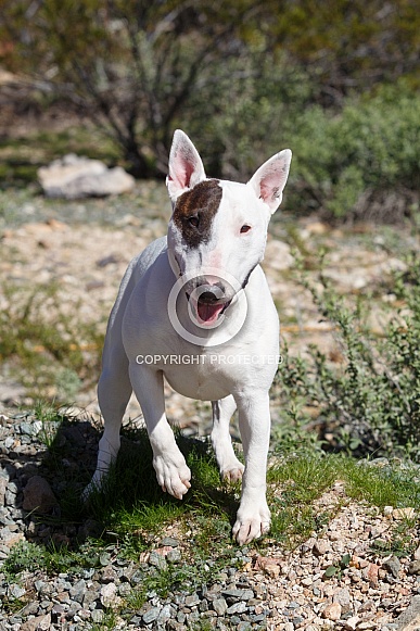 Miniature bull terrier posed in the desert Miniature bull terrier posed in the desert