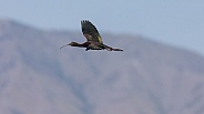 White Faced Ibis, Plegadis chihi