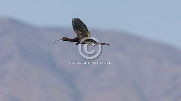 White Faced Ibis, Plegadis chihi