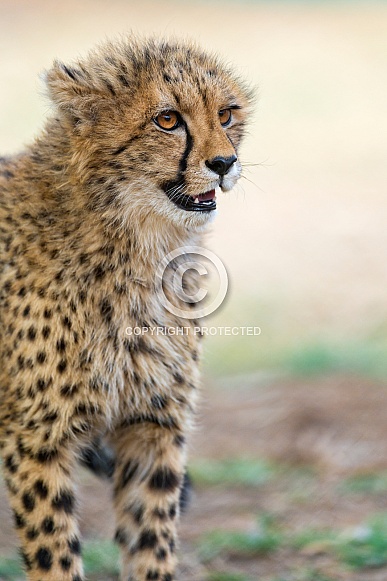 Cheetah Cheetah