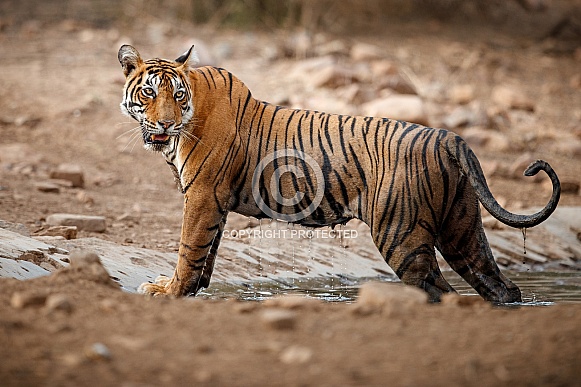 Beautiful tiger in the nature habitat. Tiger pose in amazing light. Wildlife scene with wild animal. Indian wildlife. Indian tiger. Panthera tigris tigris.