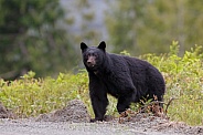 Black Bear and cubs