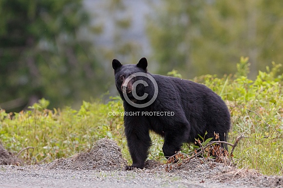 Black Bear and cubs
