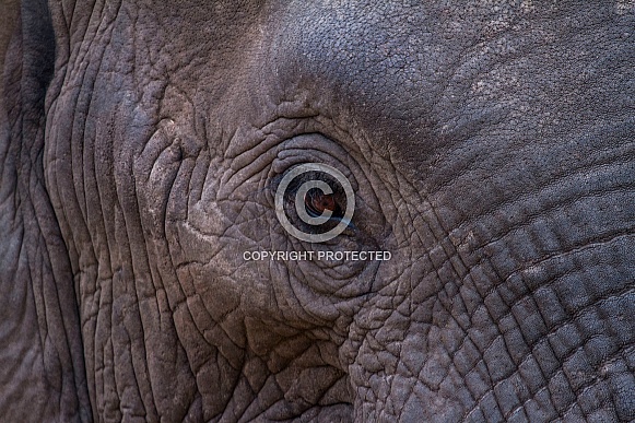 African Elephant (wild) African Elephant (wild)