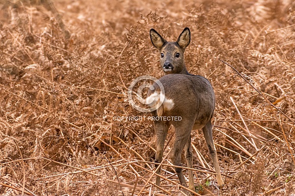 Roe deer doe