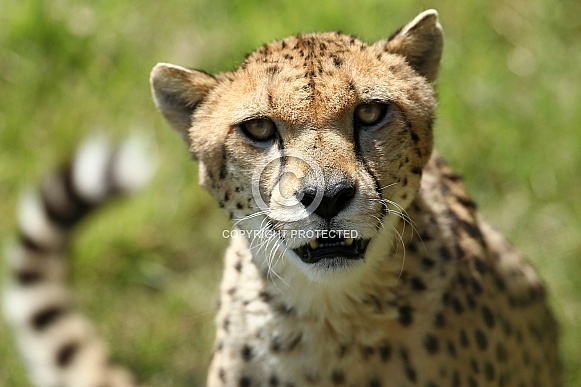 Cheetah
