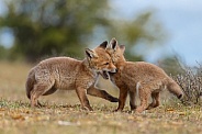 Red fox cubs in there natural habitat