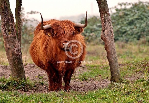 Highland cow Highland cow