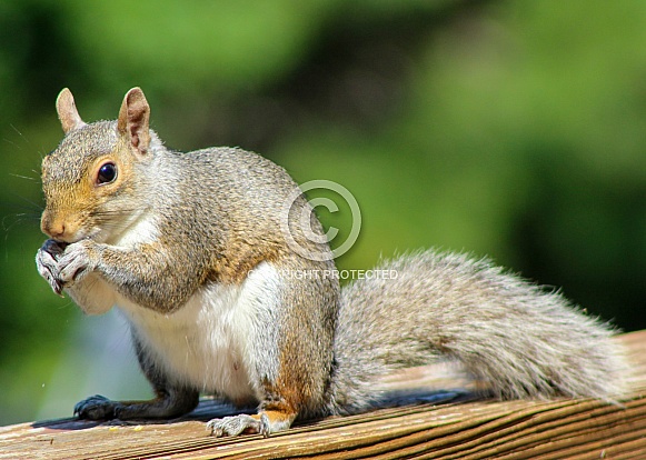 Squirrel