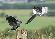Jackdaw and a magpie