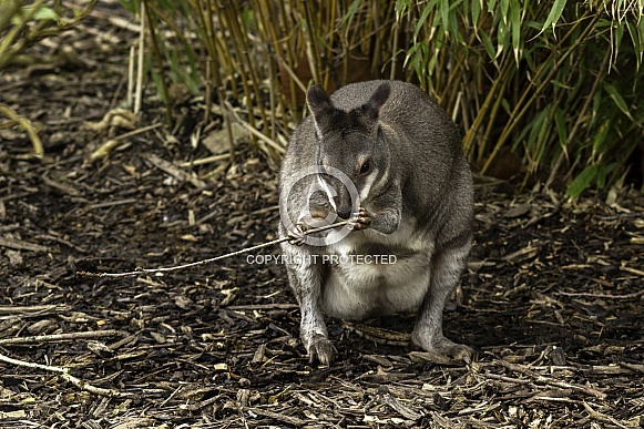 Dusky pademelon