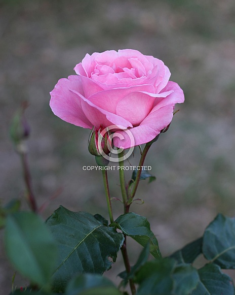 Light Pink Rose