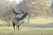 Fallow Deer stag