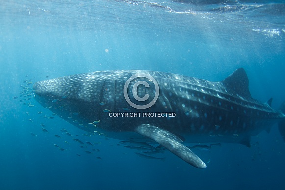 Whale Shark Whale Shark