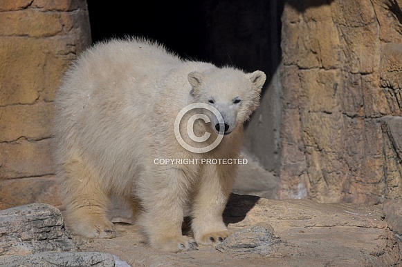 Polar Bear Cub Polar Bear Cub