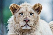 Young White Lion