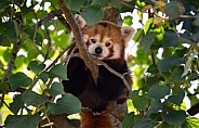 Laying Red Panda