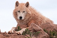 Arctic Wolf Lying Down On Rocks