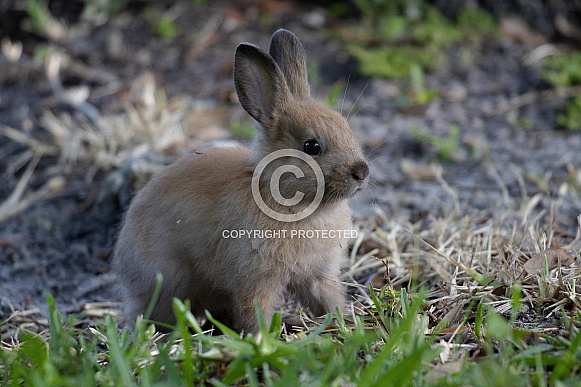 Domestic Rabbit Domestic Rabbit