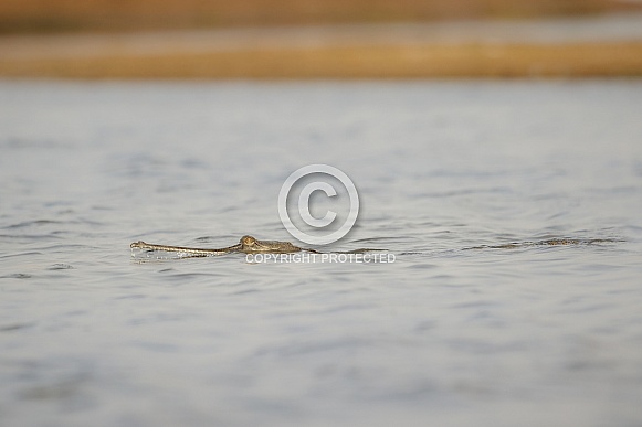 Indian gavial in the nature habitat