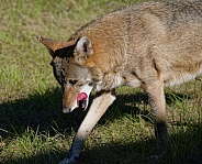 Red Wolf