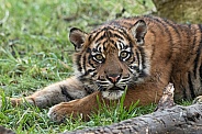 Sumatran Tiger Cub Lying Down Looking At Camera
