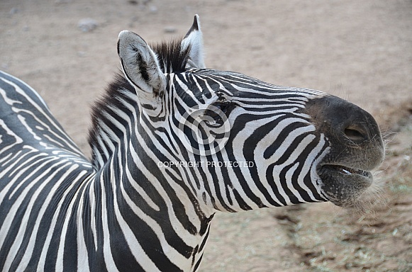 Zebra