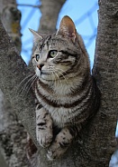 Tabby Kitten Chilling Up in the Tree