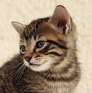 European Shorthaired Cat
