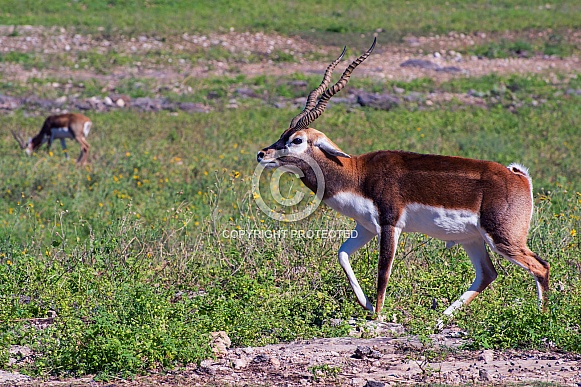 Blackbuck Male Blackbuck Male