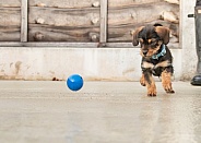 Border Terrier Puppy Playing with a Ball