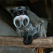 Moustached Tamarin