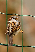 Sparrow in a fence