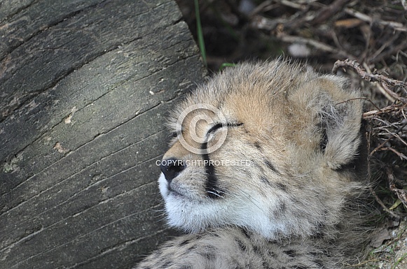 Cheetah Cub