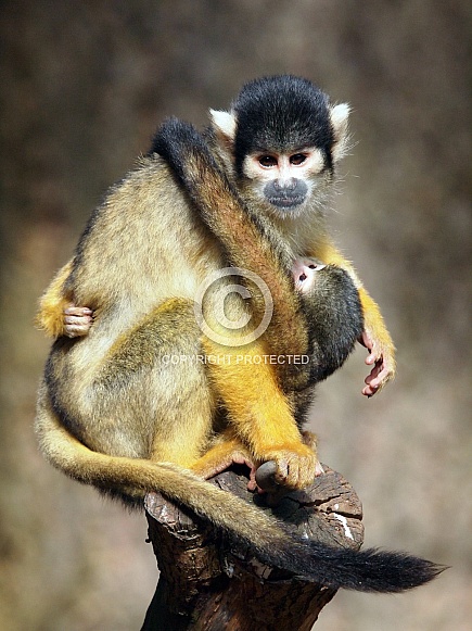 Squirrel monkey (Saimiri)